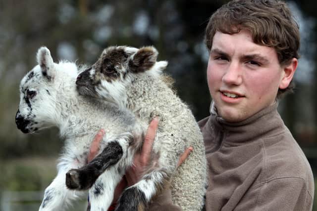 Matlock Farm Park is aiming to reopen on April 12. Volunteer Aaron Hughes is pictured with three-day-old Suffolk cross Highland lambs.