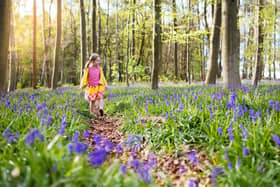 Wander through the ancient woodland at Brimington and look out for pretty little bluebells and giant wooden carvings (generic photo: Stock Adobe/Family Veldman).