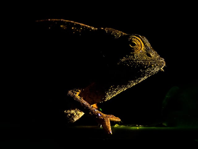 Category 1 – Up Close and Personal
An image displaying the intricacy of nature using close-up or macro photography.

Winner: Michal Smielak, University of New England, Australia

Breath. Adapt. Relax.: Bearded leaf chameleon (Rieppeleon brevicaudatus), with its rather underwhelming "beard" consisting of just a few raised scales. The species is endemic to Eastern Arc Mountains of Tanzania and Kenya. This one was spotted during a night walk in the Udzungwas.