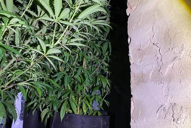 A cannabis farm was found at a property in Ridgeway last week.