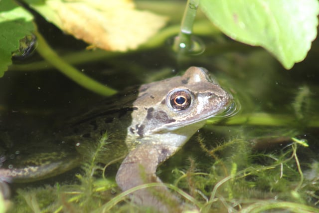 ​A delightful offering from Robert J Stordy shows a frog he spotted in his back garden.