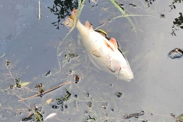Dozens of dead fish have been spotted along Chesterfield Canal