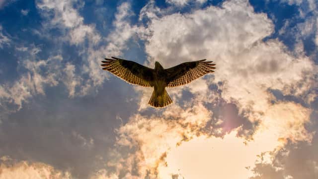 Buzzards have been the prey for illegal acts during lockdown. Photo by Pixabay.