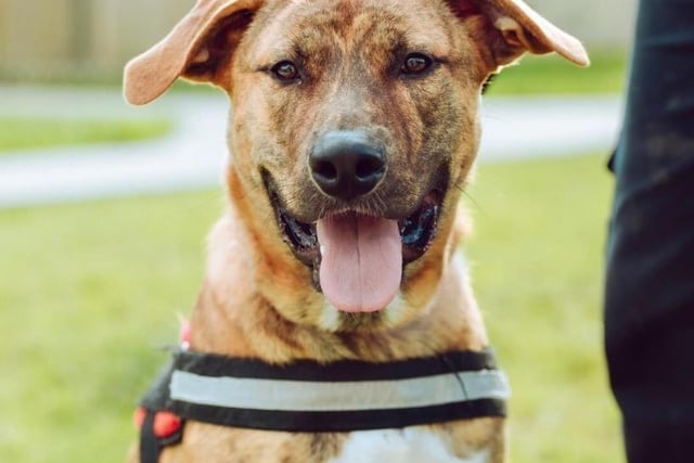 Clyde is an eight-month-old cross breed who is shy until he gets to know people. He has basic house training and can cope with being left on his own for short periods. Clyde is looking for an experienced owner, a quiet adult only household and would prefer to be the only animal in the home.