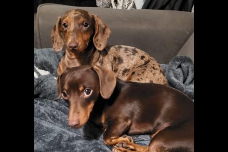 Allison Valentine shared photos of her gorgeous sausage dogs Mabel and Cooper.