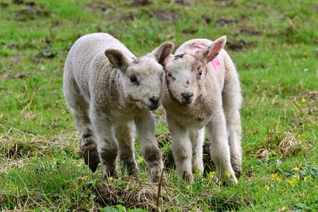 The farm has had 300 new lambs this year