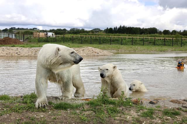 For all of August the arrival of the polar bears is being celebrated at Peak Wildlife Park. Pic submit