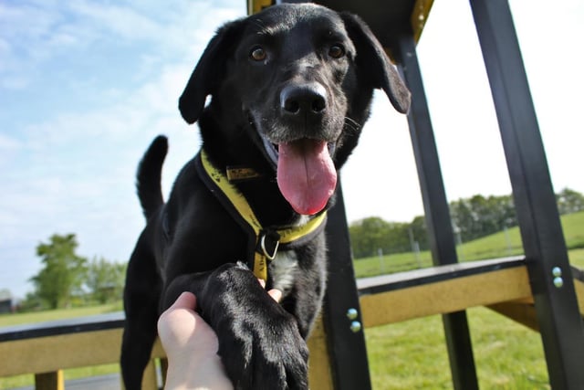 Teddy is a lively, bouncy big Labrador mix who is looking for a quiet, experienced home. He loves his food and his toys and is a really clever boy who loves to learn new tricks! He also enjoys getting out in the car.