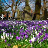 ​A beautiful crocus carpet at Heanor Cemetery, as photographed by Dave Long.