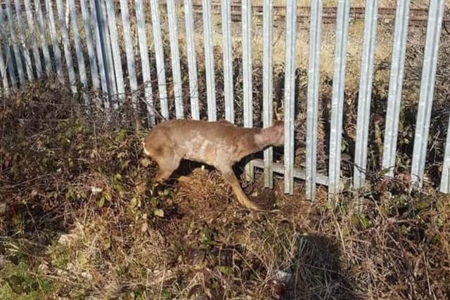 The deer was caught-up in fencing near an area of Chesterfield Canal in New Whittington, known as Pebble Beach (picture: Claire Barley)