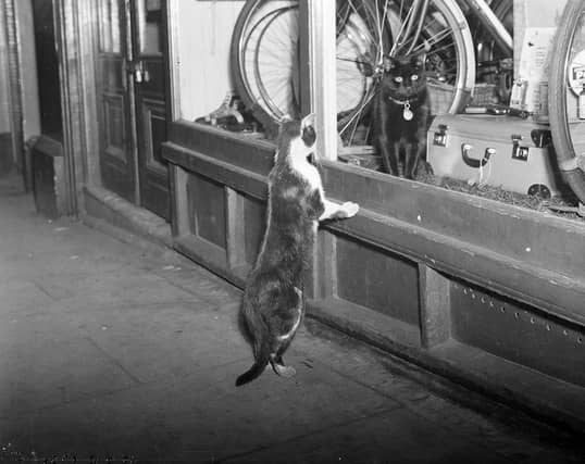 A cat in Cockburn Street checks out anther feline in a shop window in July 1954.