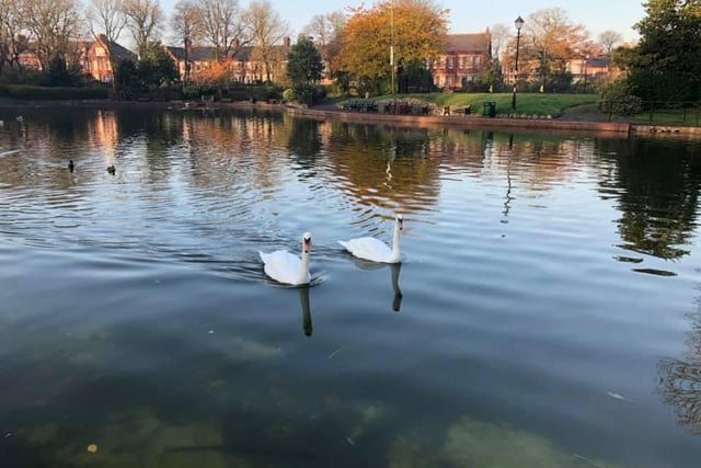 Swans in Roker Park swim up to say hello to Helen Joanne Emmerson.