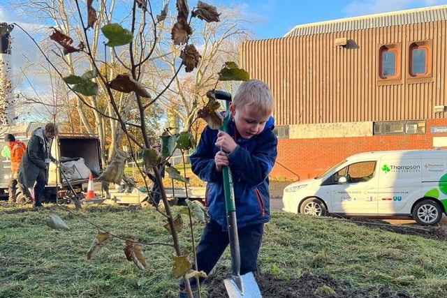 This little one gets stuck in to plant his tree.