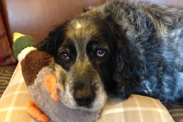 Sprocker Spaniel Blue, pictured, is 13-years-old and has a docked tail