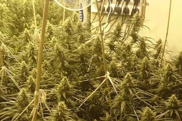Part of the cannabis haul at Eastwood.