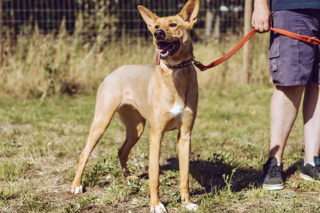 Lassie is a two-year-old German Shepherd cross who is very clever, shy of strangers but friendly once she gets to know people. She is looking for a quiet home, preferably with adults only, where she will be the only pet as she is easily scared by loud noises. Lassie walks nicely on a lead.