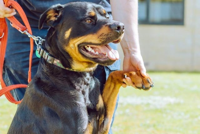Baxter, a one year old Rottweiler, will require an energetic owner to match his pace. Don't mistake his bounciness for aggression - he's a very peaceful dog who just wants to have fun.