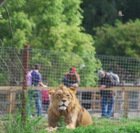You can look forward to visiting the Yorkshire Wildlife Park from this weekend. Be sure to book tickets online as it will be busy.