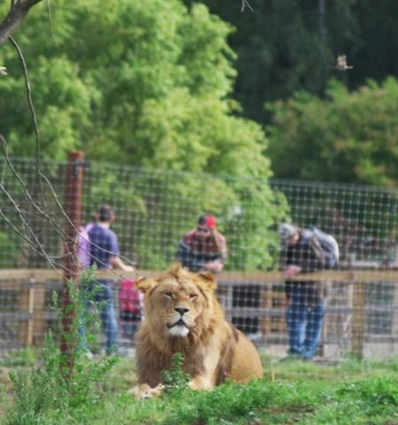 You can look forward to visiting the Yorkshire Wildlife Park from this weekend. Be sure to book tickets online as it will be busy.