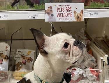 Good news for animal lovers - Wilko stores across Derbyshire are welcoming pets for the first time.