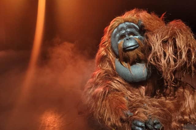 See the orangutan on stage at Chesterfield's Winding Wheel Theatre on Saturday, September 10.