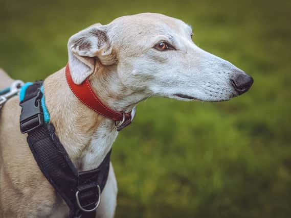 Three-year-old greyhound Scooby is looking for an experienced owner.