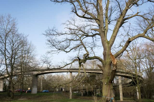 The tree is situated near the A38.