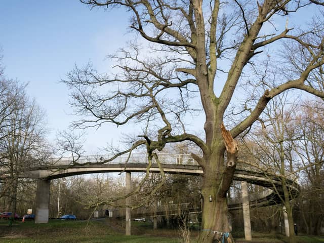 The tree is situated near the A38.
