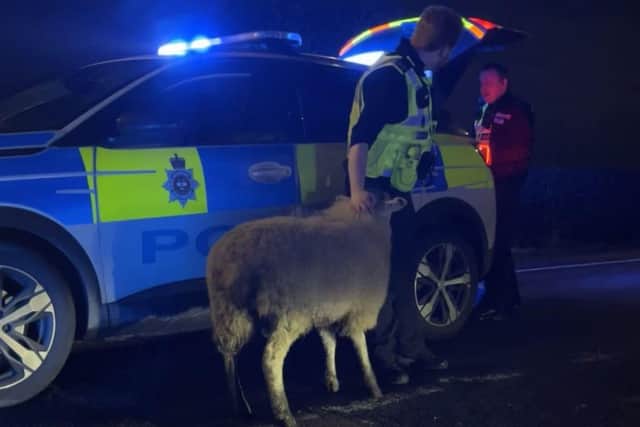 Officers from Derbyshire Roads Policing Unit and Amber Valley Police joined forces to return a missing Derbyshire sheep home last weekend.