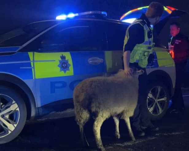 Officers from Derbyshire Roads Policing Unit and Amber Valley Police joined forces to return a missing Derbyshire sheep home last weekend.