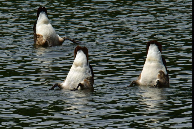 Nick Rhodes wrote: "Geese in Hardwick park seem to have worked out how to keep cool."