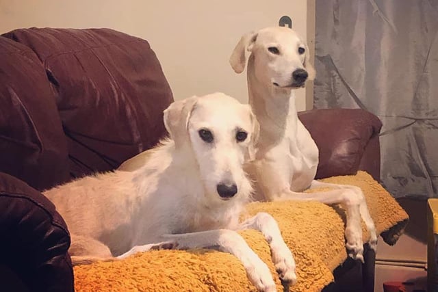 Two-year-old Lurchers Storm and Raven enjoy the best seats in the house.