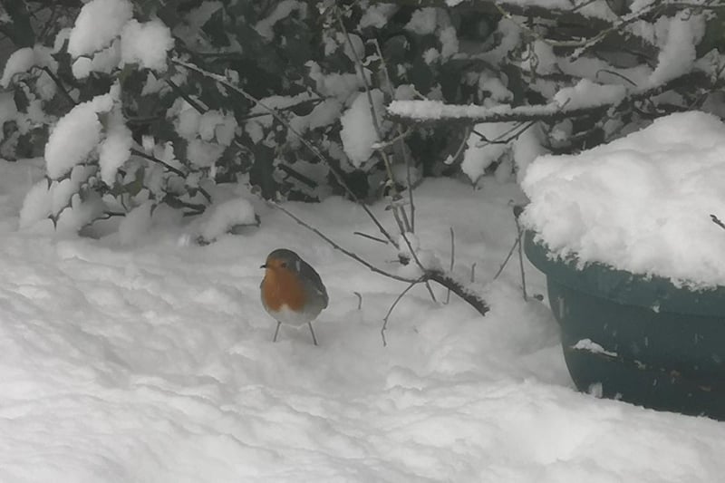 Spot the red breasted Robin in the snow! (Picture: Jackie Todd)