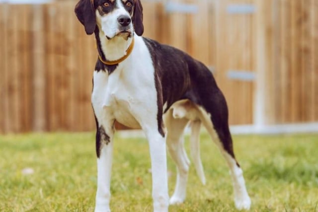 Drummer is an 18-month-old male foxhound who is affectionate, playful, polite and loves other dogs. He would like to live in a quiet house with another large breed dog. Drummer walks very well on a lead but will need some work on house training.