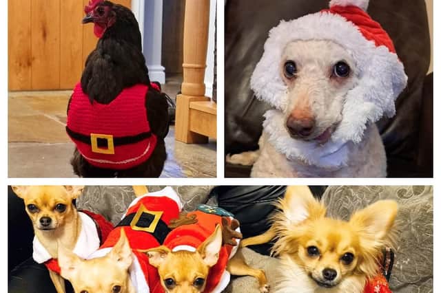 Derbyshire Times’ readers have been submitting photos of their furry – and feathered – friends in their festive finery.