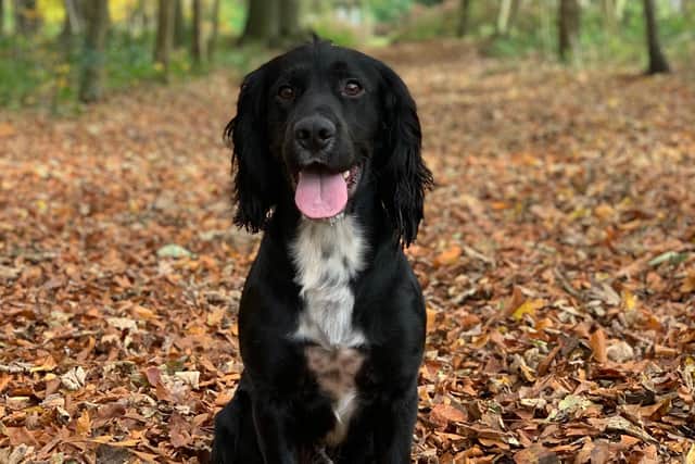 Edward the English Cocker Spaniel has been crowned Derbyshire Times Top Pet winner