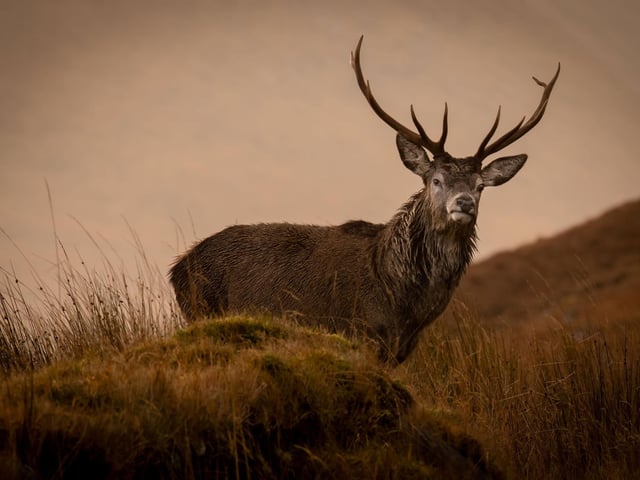 Dean Allan, 56, got up early to drive from his home in Tain, Scottish Highlands, to take landscape photographs