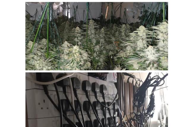 One individual was arrested after officers uncovered the grow.