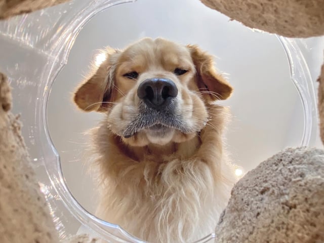 'The moment you realise you've gone through half a jar of snacks,' is one of the finalist photos that have been announced in the Mars Petcare Comedy Pet Photography Awards, which received more than 2,000 entries from 81 different countries.