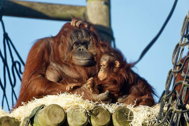 Visitors can watch as the wonderful mothers swing around their spacious habitat always closely accompanied by their little ones.
