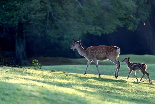 Derbyshire police are to target deer coursing in a new operation. Image: Pixabay.