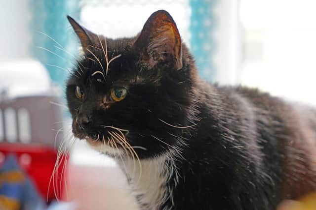 Chesterfield RSPCA workers are looking for a new home for 12-year-old Hilda who was found abandoned in a cardboard box.