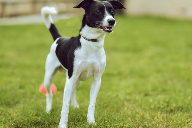Buddy is a four-year-old Jack Russell terrier crossed with Patterdale terrier. He is energetic and needs someone with him most of the time. He'd benefit from some basic training and is looking for a quiet home where he is the only pet.