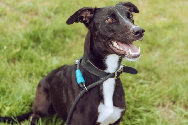 Luna is a three-year-old Lurcher-type female who is looking for an active owner as she is always on the go. She will need some basic training, be taught how to play  and may require some behavioural support and advice. Luna would prefer an adult-only household where she is the only pet.