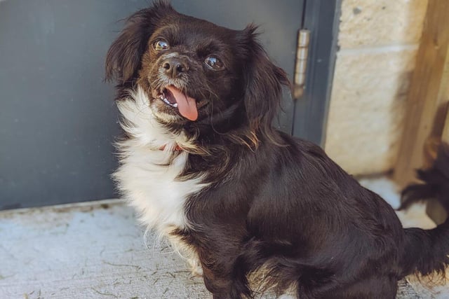 Marley is a nine-month-old male Pekinese who is shy and quiet until he gets to know you. He's sweet, silly and a sensitive little soul.