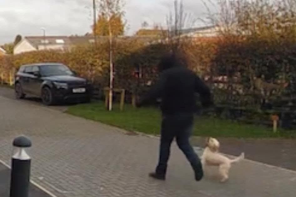 Cockapoo Asult Watch: Shocking doorbell footage shows the moment family's cockapoo ...