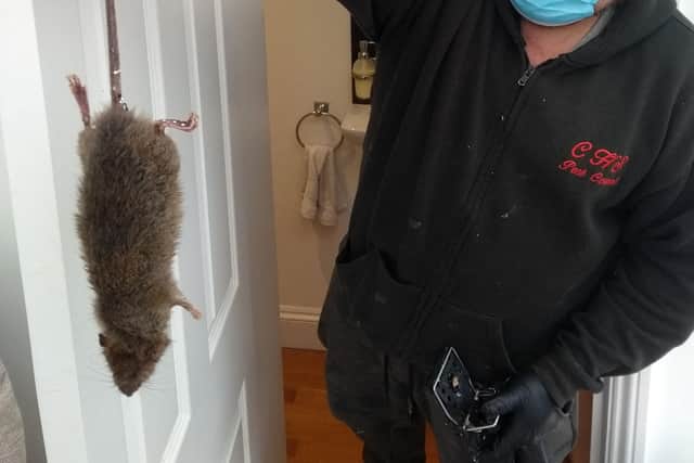 There is concern about a large rat infestation in Hollingwood. Rat-catcher Colin Sims holds up a brown rat caught at a residential property in southwest London on March 15, 2021. Photo by MARTINE PAUWELS/AFP via Getty Images.