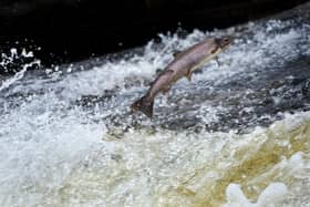 Salmon return upstream from the Atlantic ocean to spawn in fresh waters.  (Photo: Jeff J Mitchell/Getty Images)