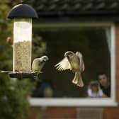 Sparrowsget their fill at a garden feeder. photo by Ben Hall, rspb-images.com