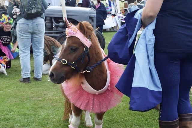 Also on show were a couple of Shetland Pony unicorns